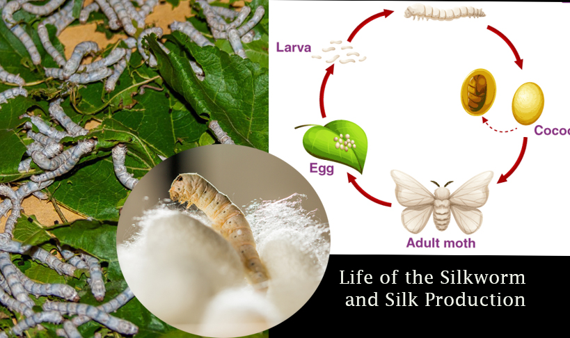 Life of the Silkworm and silk fabric